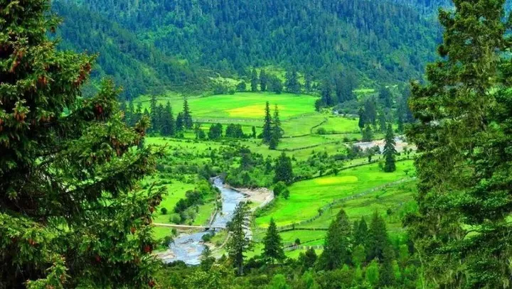 Lulang Forest