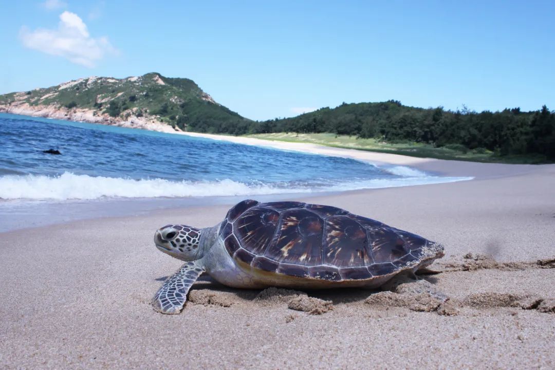 Sea Turtle.jpg