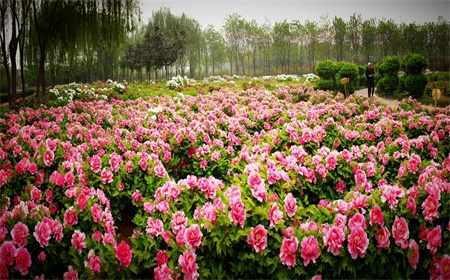 luoyang-peony-flower-festival-5.jpg