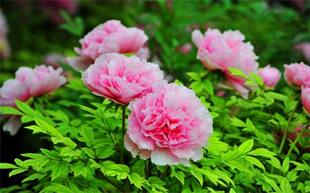 luoyang-peony-flower-festival-11.jpg