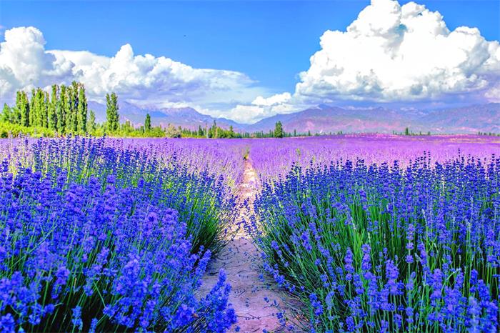 Huocheng Lavender-12.jpg