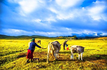 xinjiang-naraty-grassland.jpg