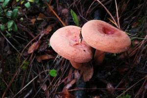 Yunnan fungi