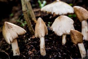 Yunnan fungi