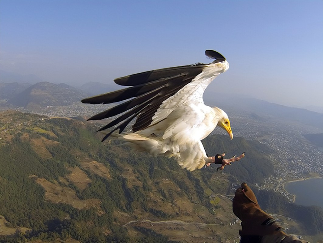 flying eagles