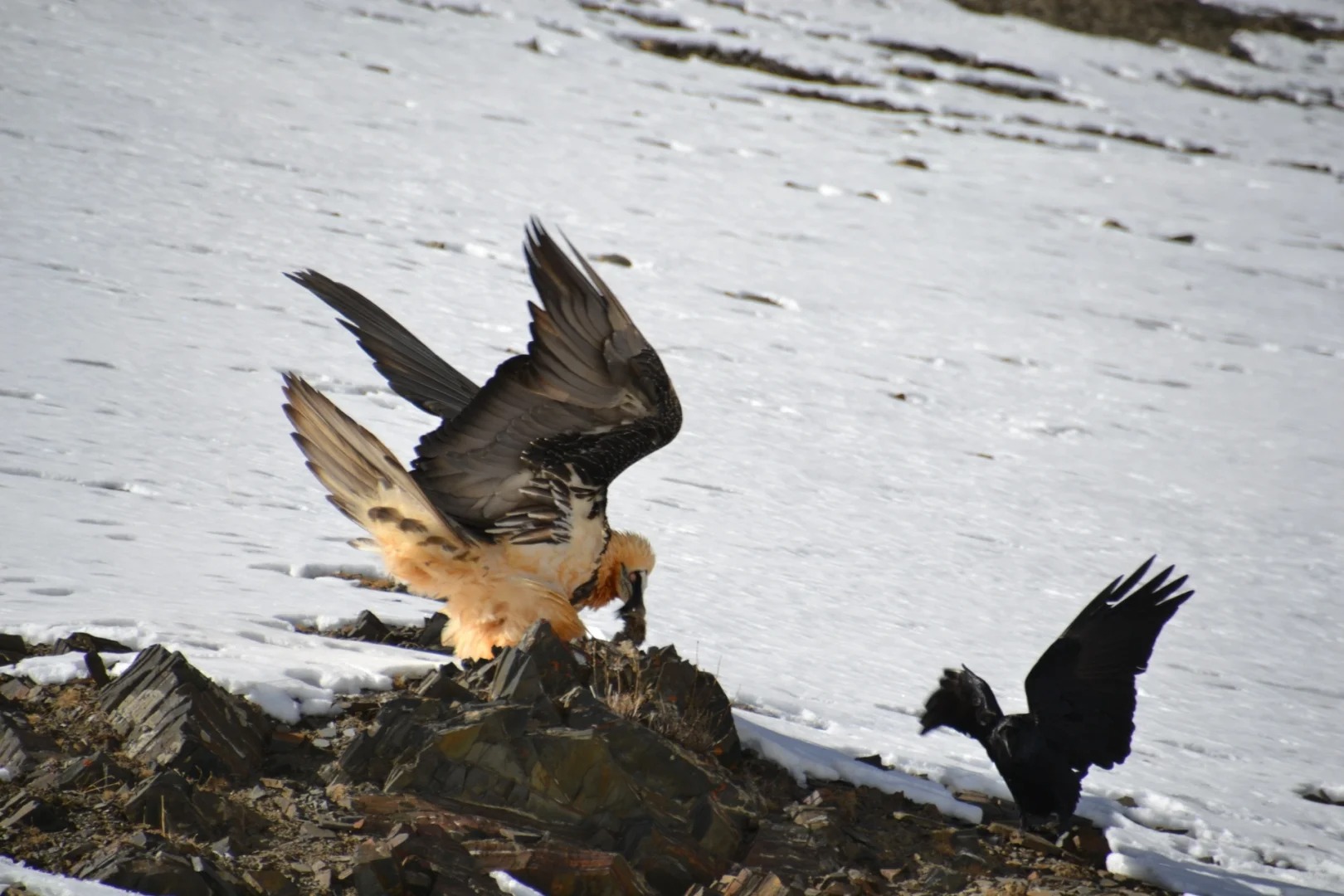 flying eagles