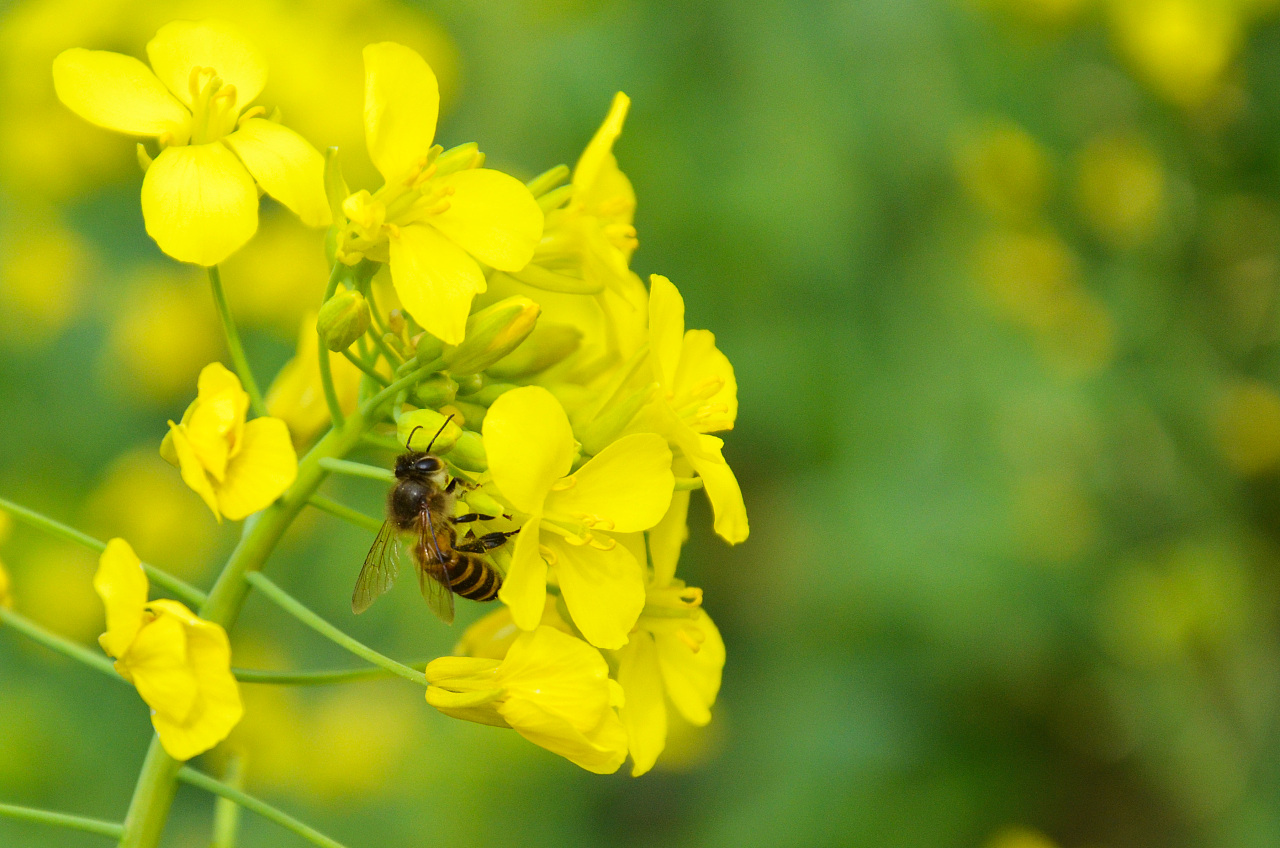 Rape Flower