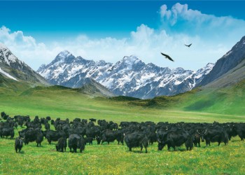 Black Yak