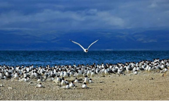 Bird Island Scenic Area