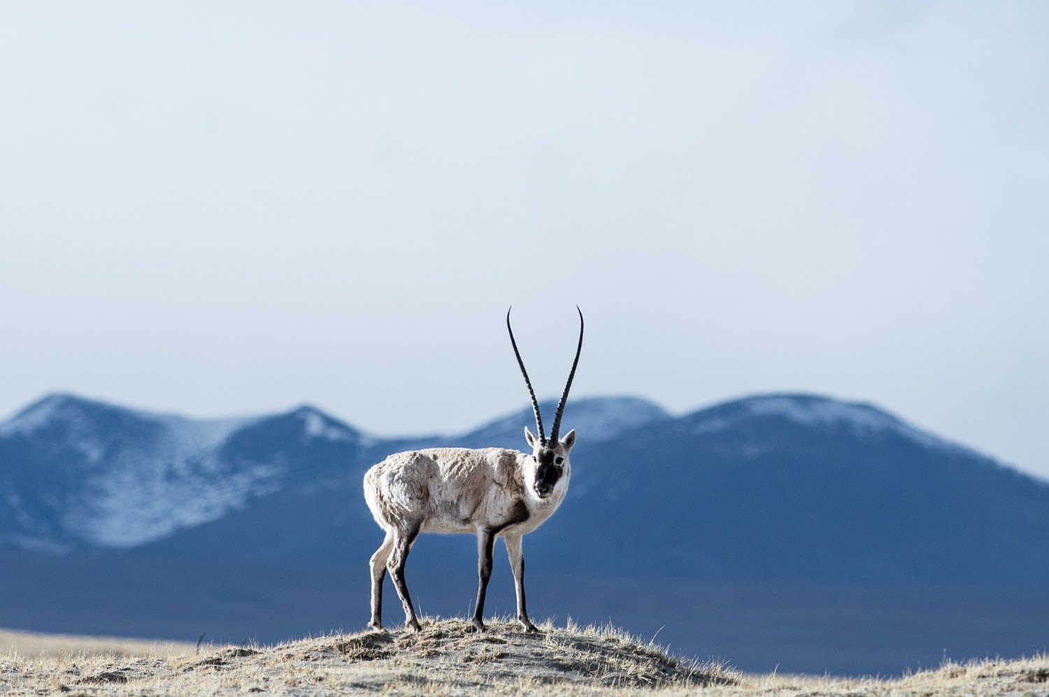 Tibetan antelope