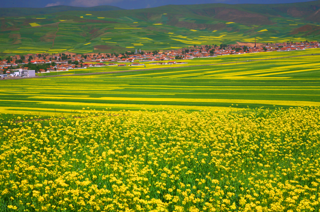 Menyuan Rape Flower