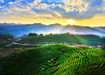 Yongfu Tea Fields and Cherry Blossoms