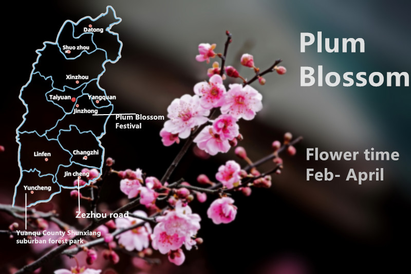 Plum Blossom