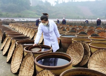 Mature vinegar brewing process