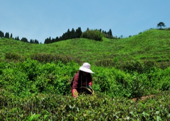 Lushan Cloud and Mist Tea