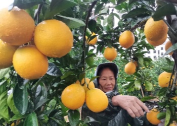 Gannan Navel Oranges 