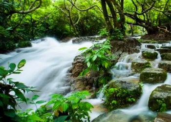 Water Forest