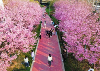 Cherry Blossoms