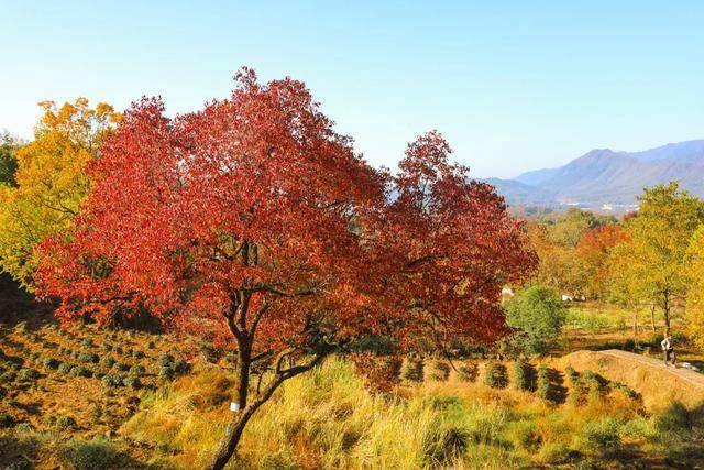Tachuan Autumn