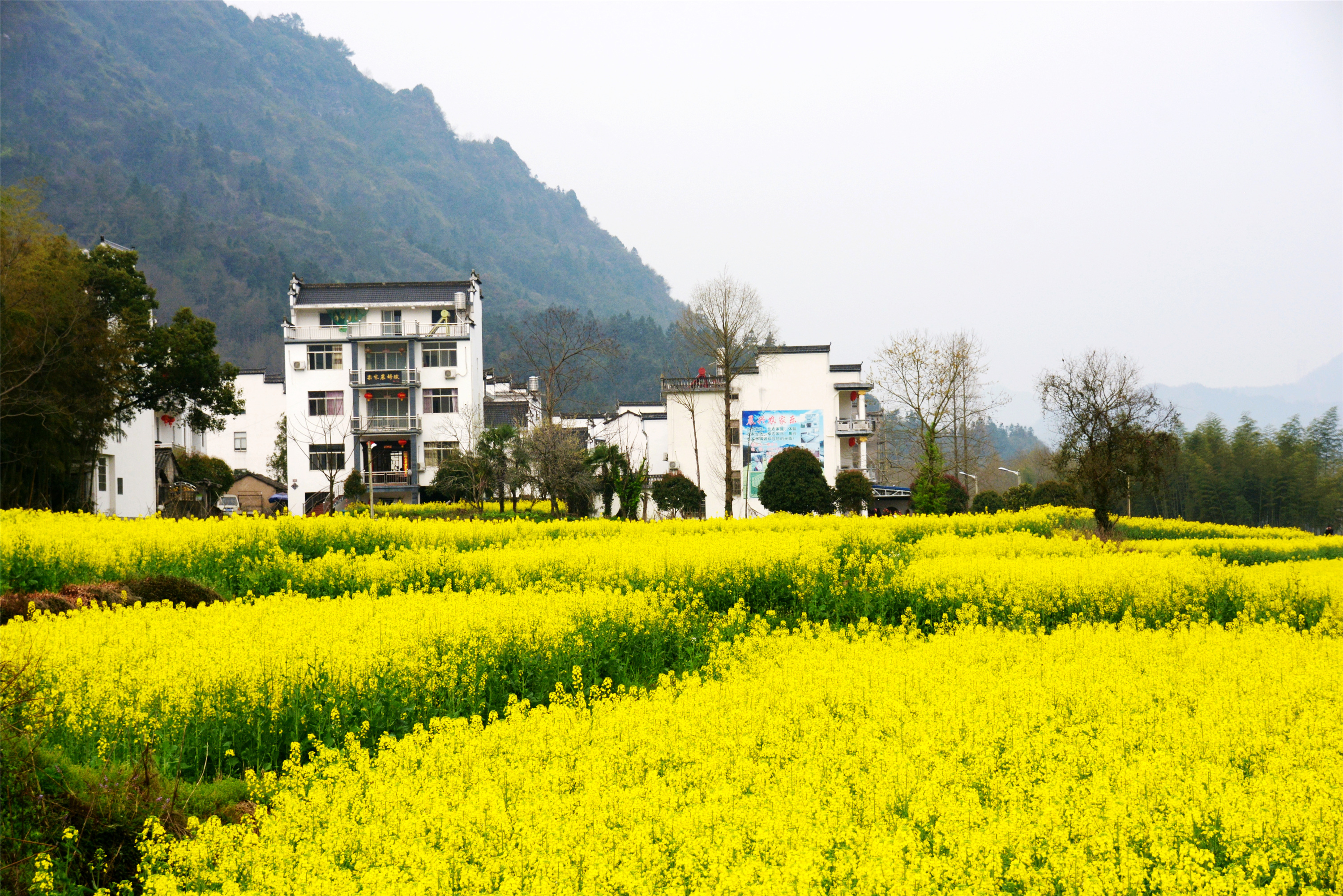Huangshan Spring