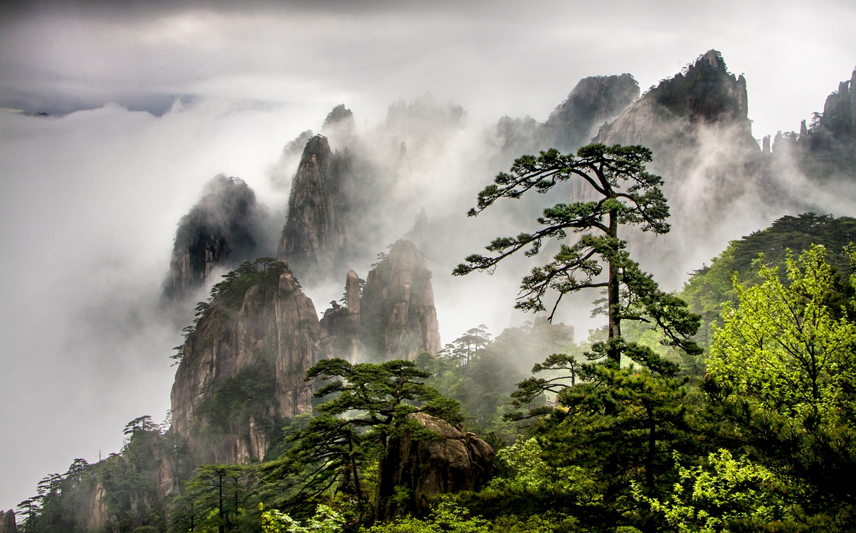 Huangshan Pine Trees