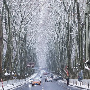 The Wutong Boulevard in Winter