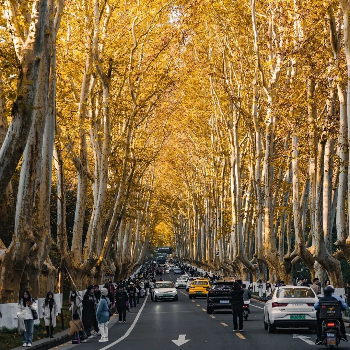 The Wutong Boulevard in Autumn