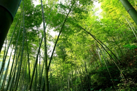 Purple Bamboo Forest.jpg