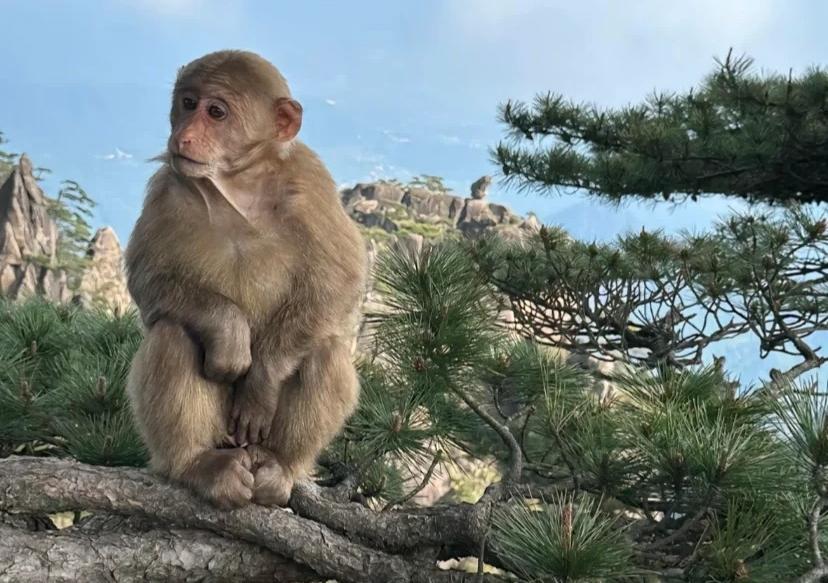 Huangshan Monkey.jpg