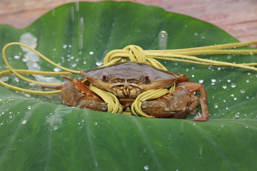 Blue crab Nansha.jpg