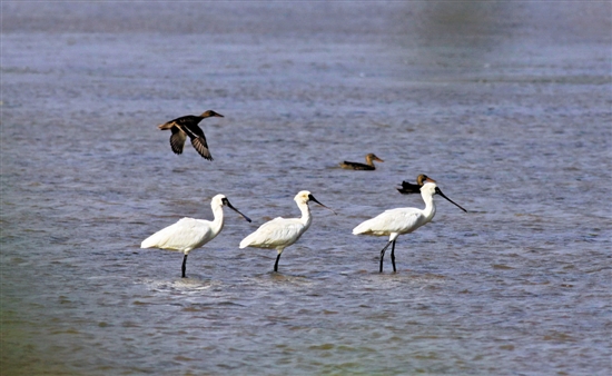 Nansha Wetland.jpg
