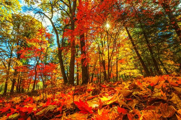 autumn.jpg