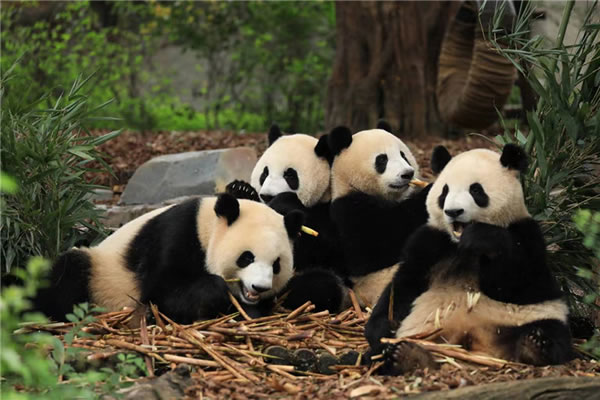 Panda 2.jpg