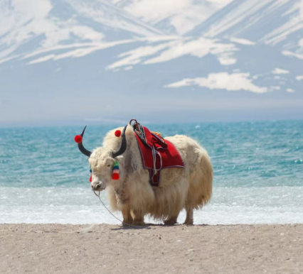 tibet-tour-yak.png