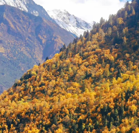tibet-tour-lulang2.png