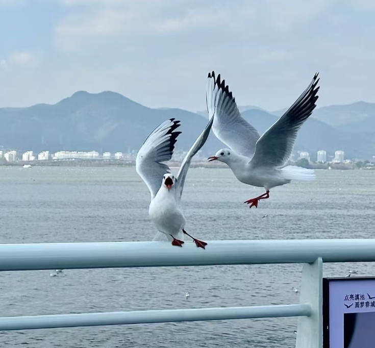 Yunnan-dianchi-seagulls-1.png