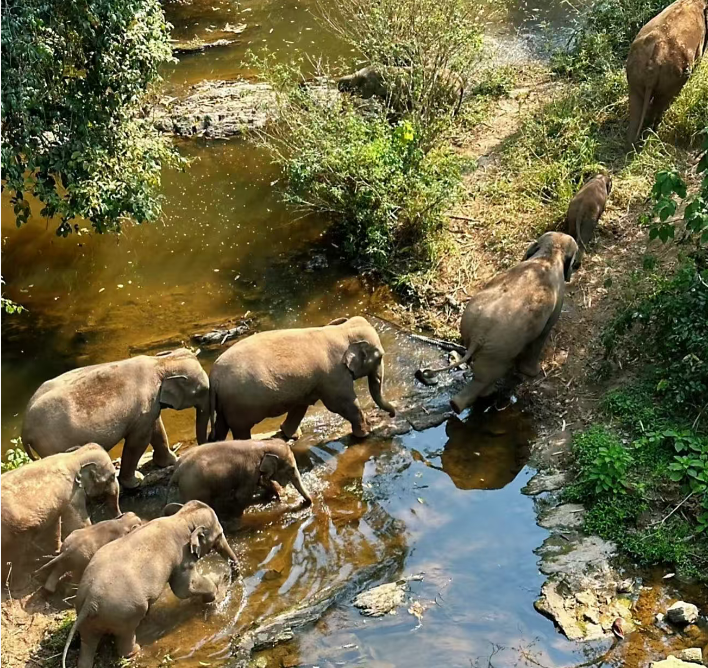 yunnan-wild-elephant-vally-2.png