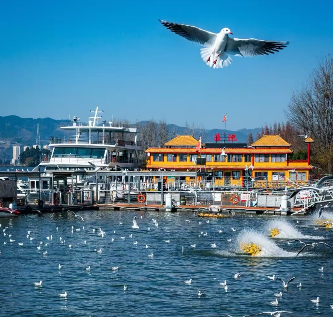 Yunnan-dianchi-seagulls-2.png