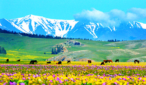 7 Days Northern Xinjiang Tour