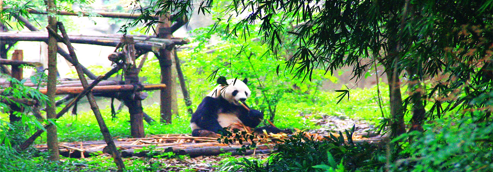 Chengdu Tours