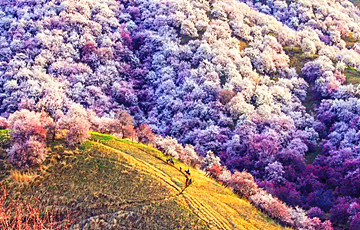 11 Days Xinjiang Apricot Blossom Tour