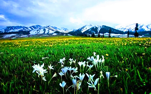 7 Days Photography Tour in Xinjiang with Apricot Flowers