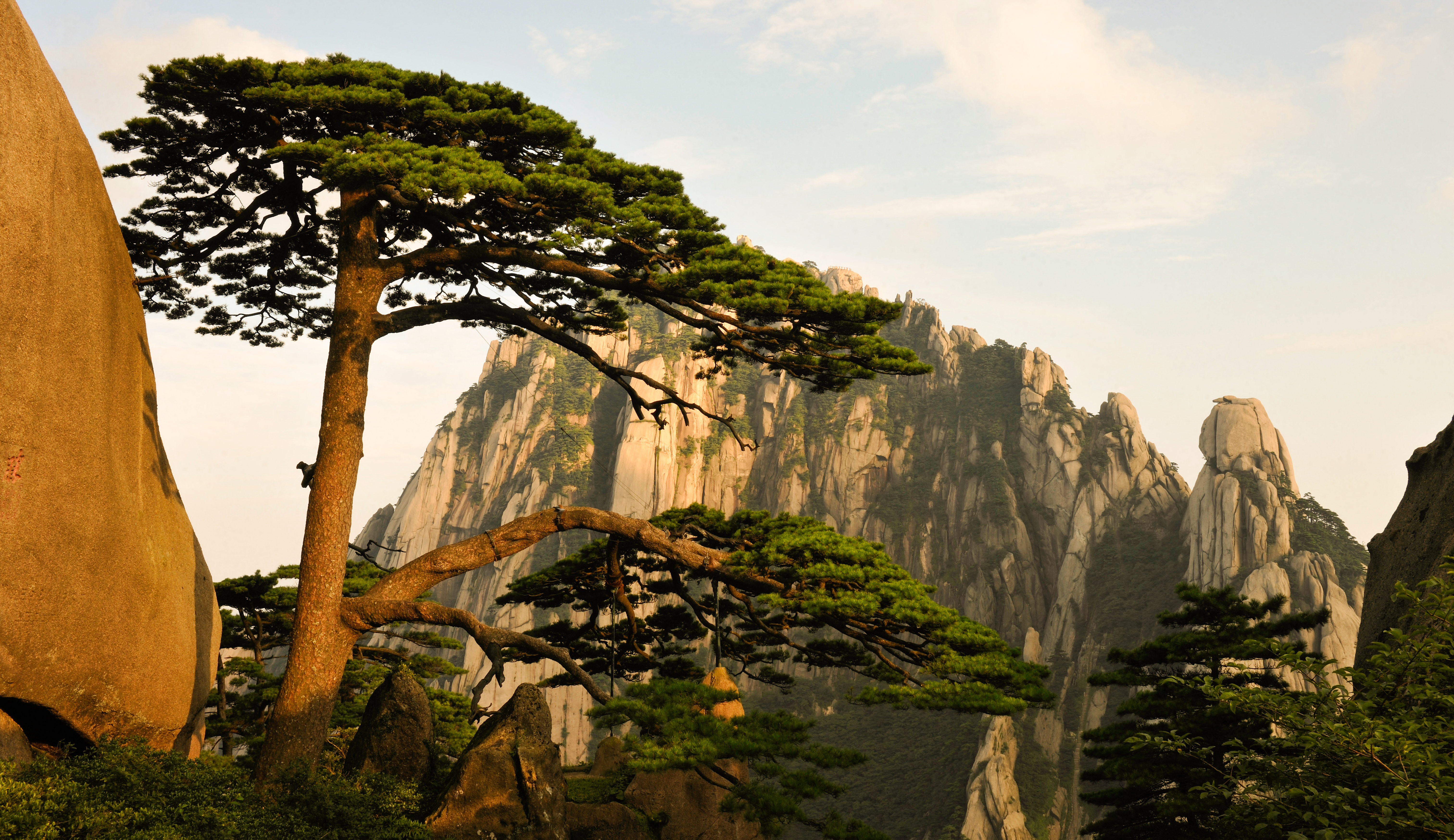 Huangshan Pine Trees